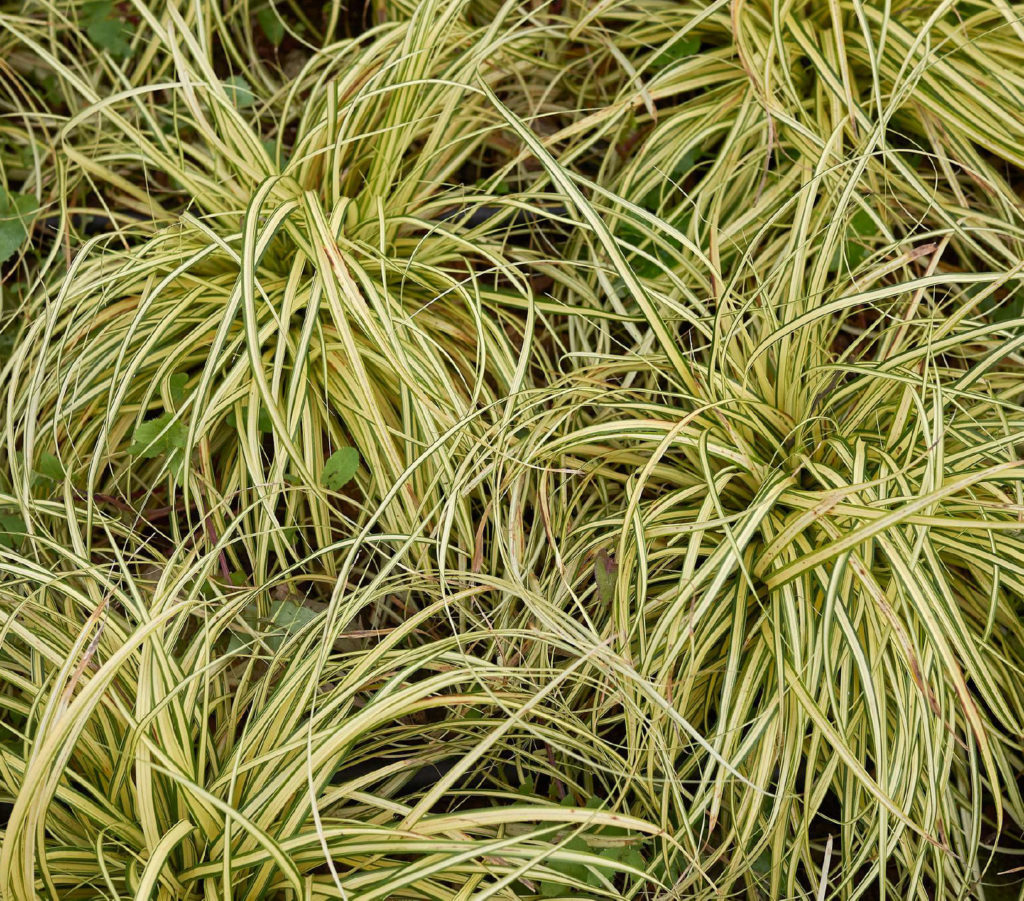 Japanese Sedge (Carex Oshimensis Evergold) All Jobs Landscaping