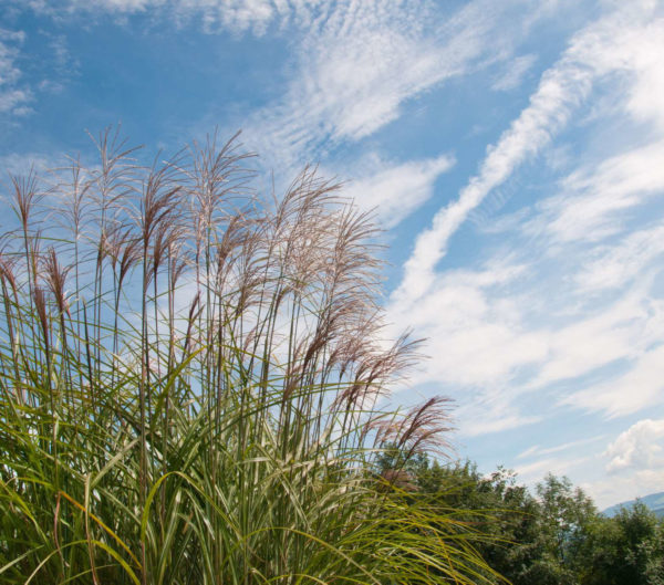 Chinese Silver Grass (Miscanthus Sinensis Gracillimus)