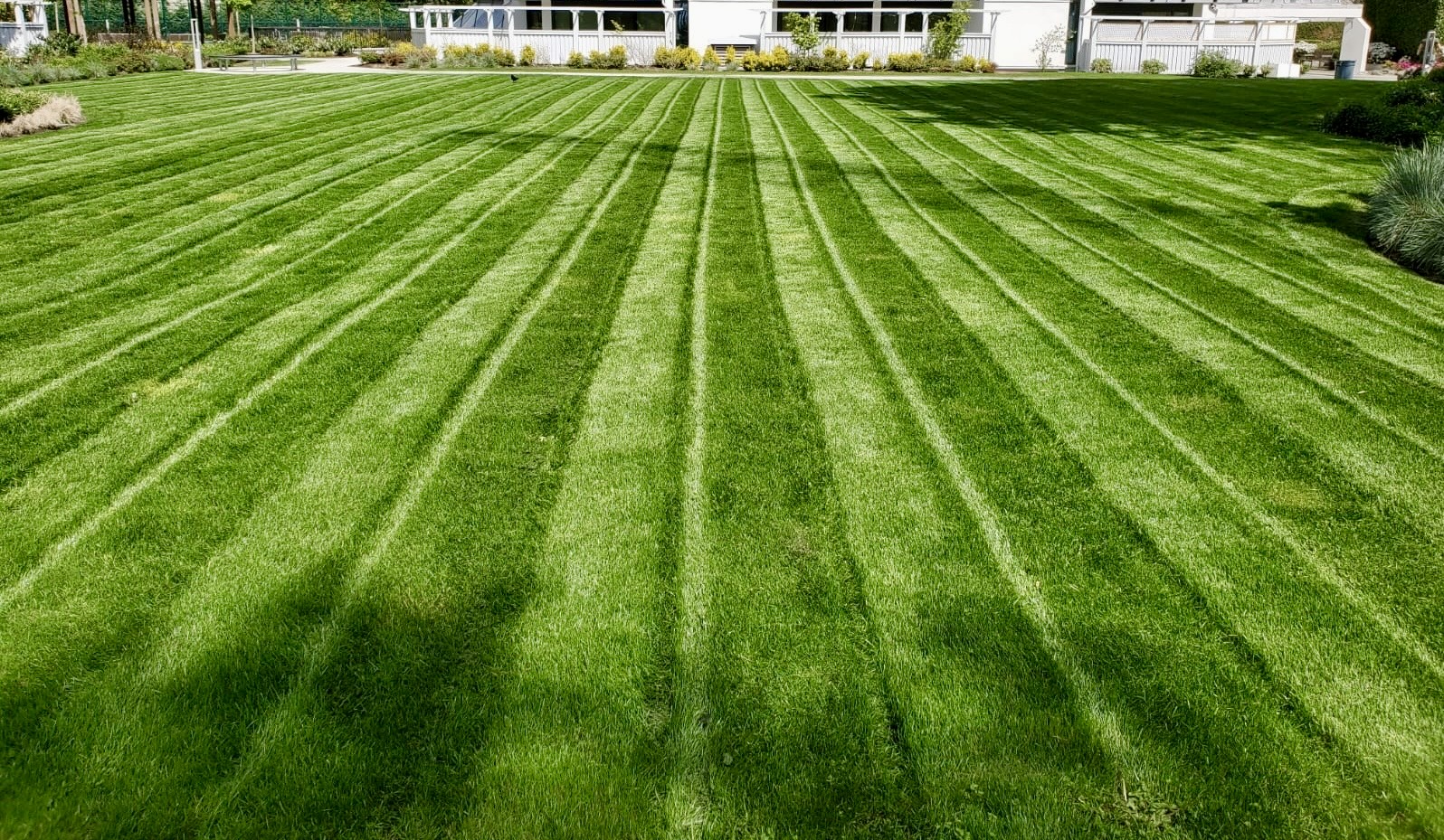 🌞🌱 Beat the Heat: Summer Lawn Survival Guide 💧🌾